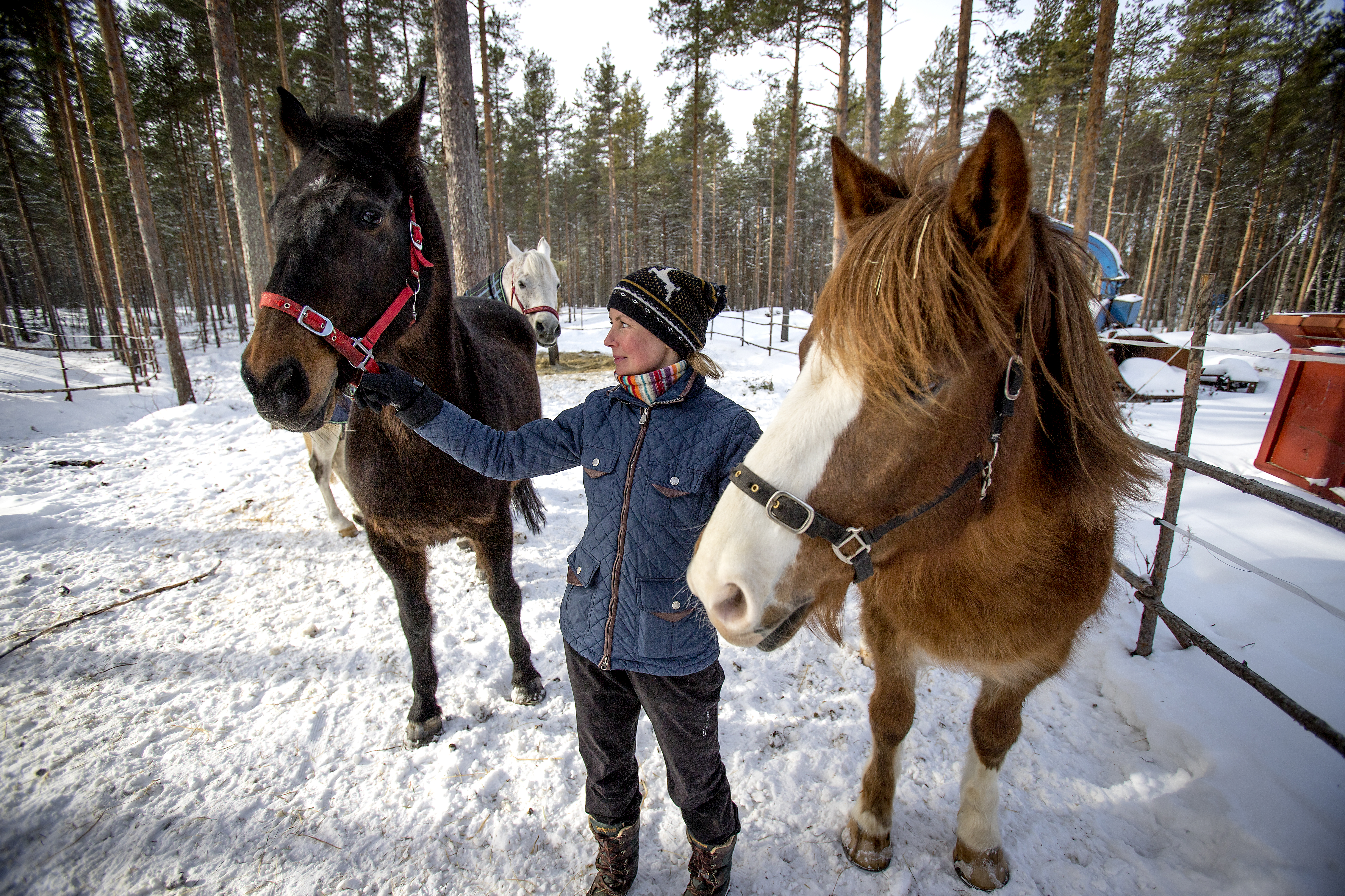 Päivi Mattila esittelee Juurikkahaan ratsutilan ratsuja, Ipaa ja Toinia, kun tilalla hoidossa oleva Erkki, lauman johtaja, pitää jöötä taustalla.