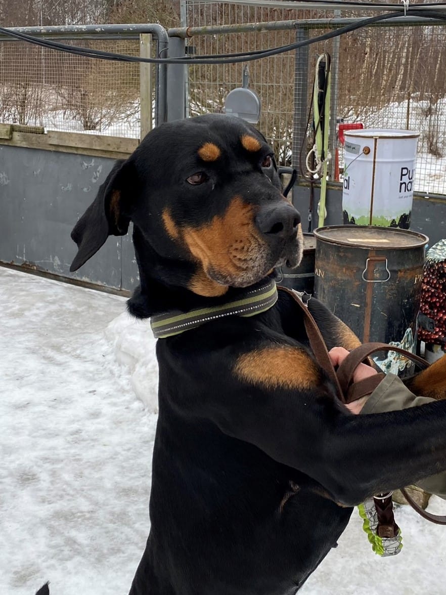 5-vuotias Roki on ollut jo monessa kodissa. Se tuli Kulkuriin pari kuukautta sitten, kun nykyinen omistaja sairastui eikä pystynyt enää liikkumaan koiran kanssa.