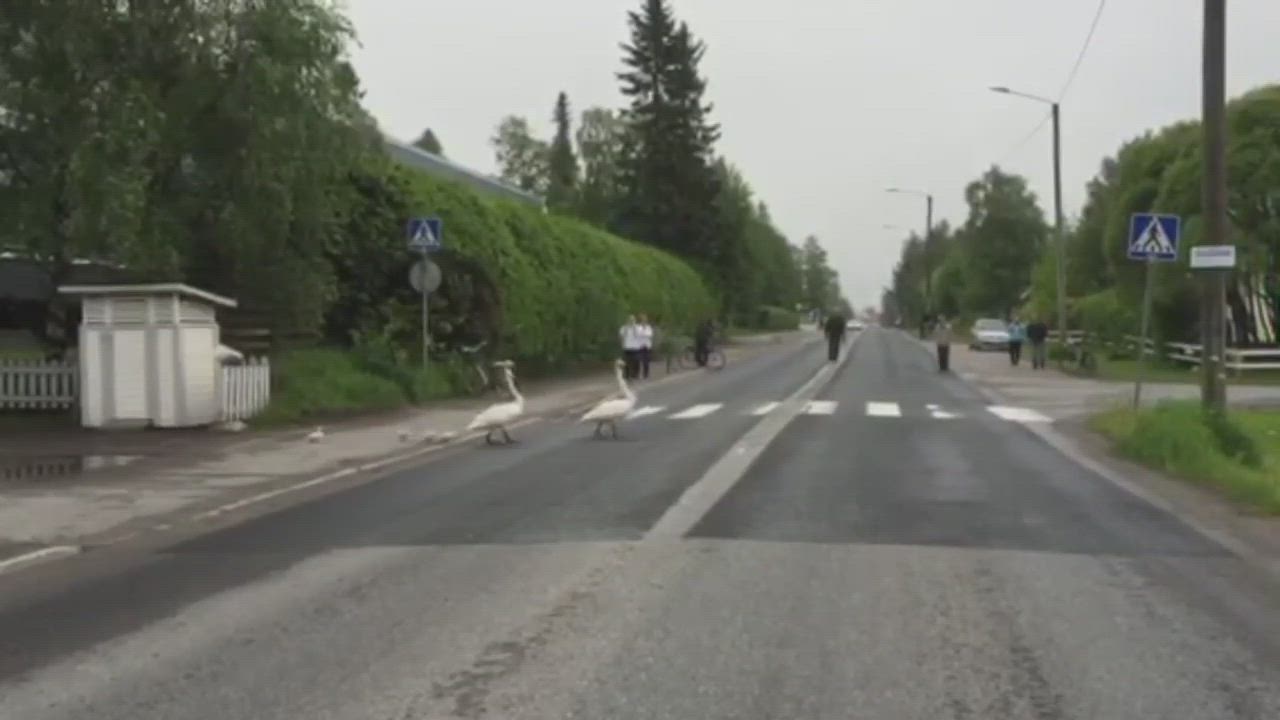 Joutsenet liikenteessä Kemissä