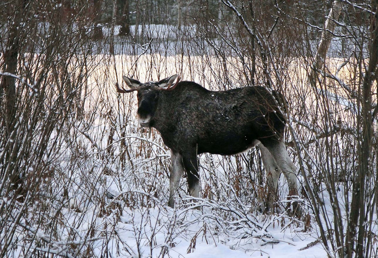 Kenties tämäkin hirvi on matkalla ruokailemaan taimikkoon. Siellä katkotut puiden latvat kertoisivat eläimestä, joka on Suomen metsissä yhtä aikaa tuttu ja kallis vieras.