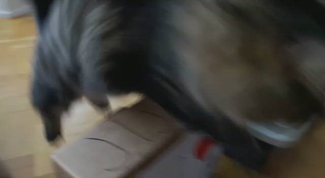 Kissakilpailu: Jiji hyppii esteitä