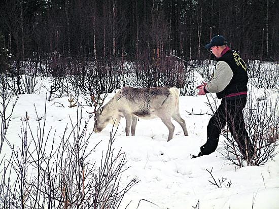 Porovahti Joonas Sellman karkottaa häiritsevät pihaporot pois asumusten lähistöltä. "Joillekin poroille riittää muutama sata metriä, mutta joitakin pitää ajaa kauemmaksi", hän kertoo.