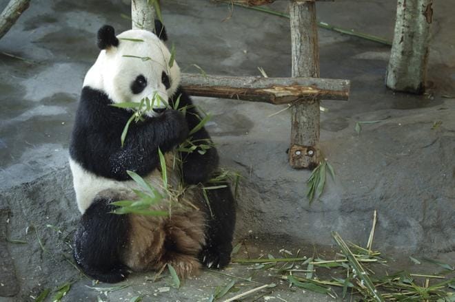 Ähtärissä ei olla tyytyväisiä eläinpuiston saaman valtionavun määrään. Arkistokuva: Aleksi Mäkinen