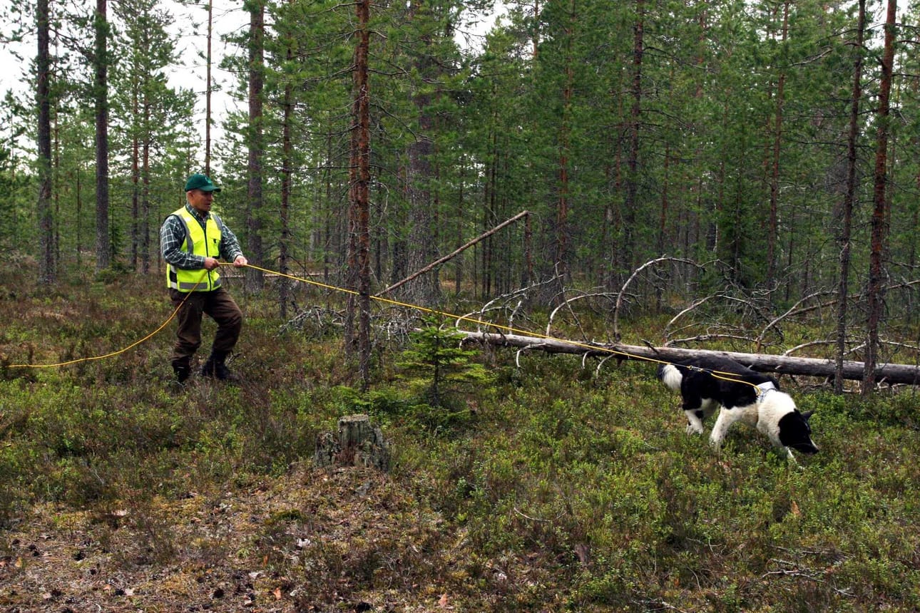 Luonnonvarakeskuksen arvion mukaan Suomen karhukanta runsastui viime vuoteen verrattuna. Suomen riistakeskus myönsi karhunkaatoon poikkeuslupia edellisvuotta enemmän.