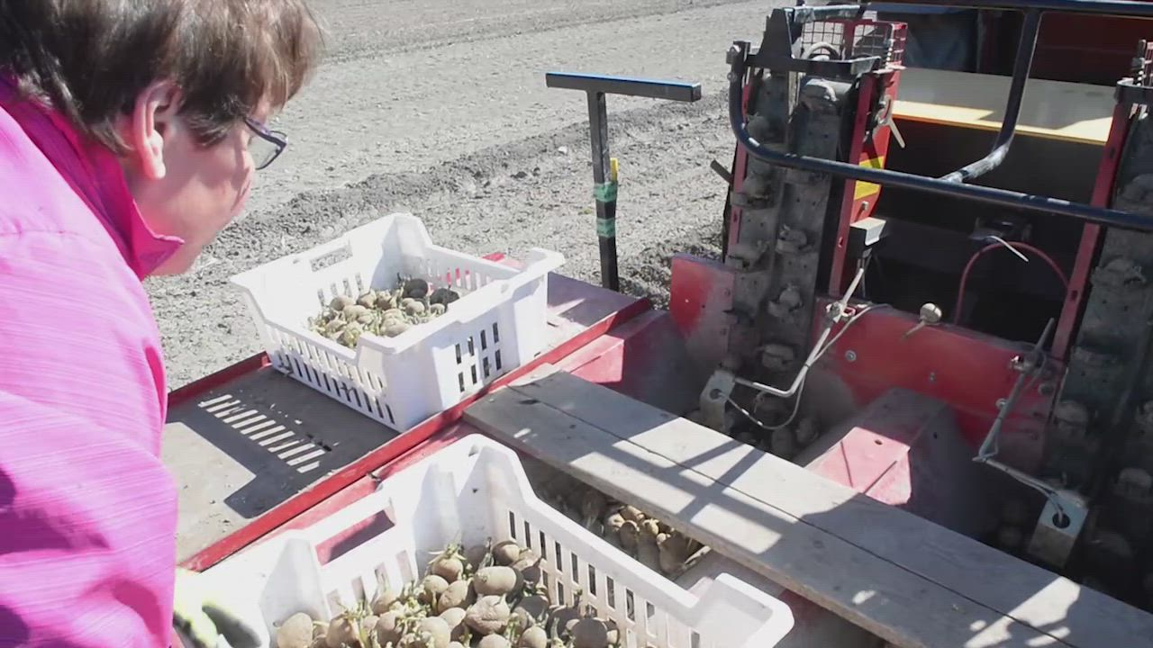 Varhaisperunat kypsyvät saariston mullissa