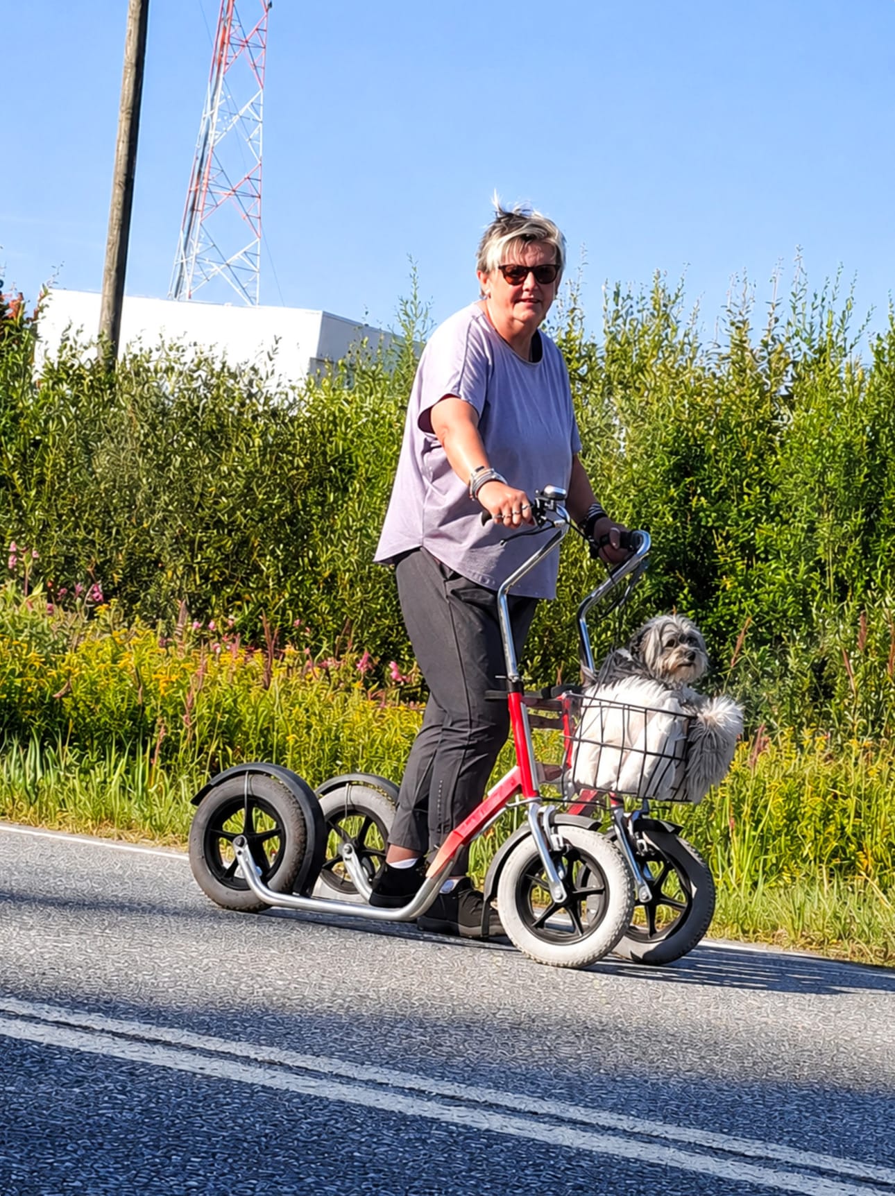 Arja Keskinen ja Viivi-koira nauttivat yhteisestä lenkkihetkestä kesäisessä maisemassa. Kun Viivin askel väsyy, matka jatkuu mukavasti rollaattorin korissa emännän mukana.