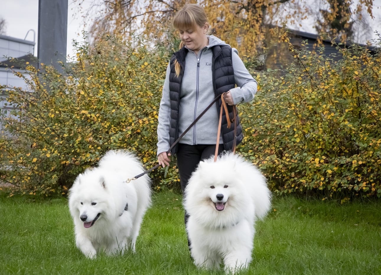 Samojedinkoirat Hannes ja Veikko ovat tyrnäväläisen Katariina Miettisen työkaverit.