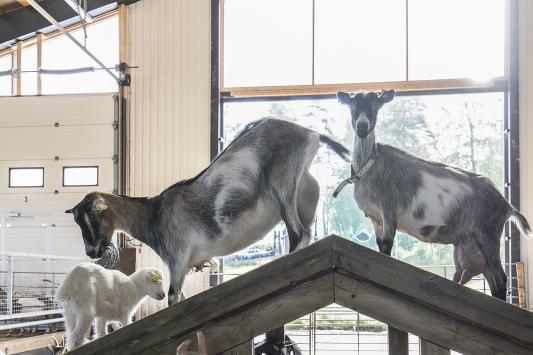 Terveellinen vuohen liha on nousemassa trendiruuaksi – Nappaa tästä reseptit maukkaaseen vuohenviuluun ja nyhtöpukkiin