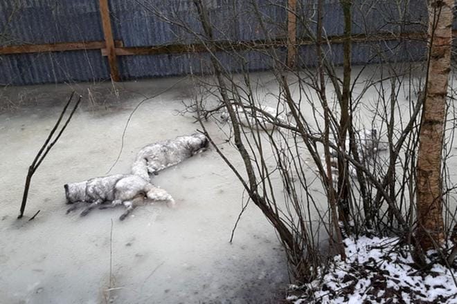 Turkistuottajien kuvaamia kuolleita kettuja kiinalaisomisteisen tarhan aidan vieressä Kokkolassa.