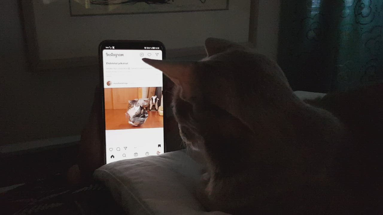 Kissavideot koukuttaa