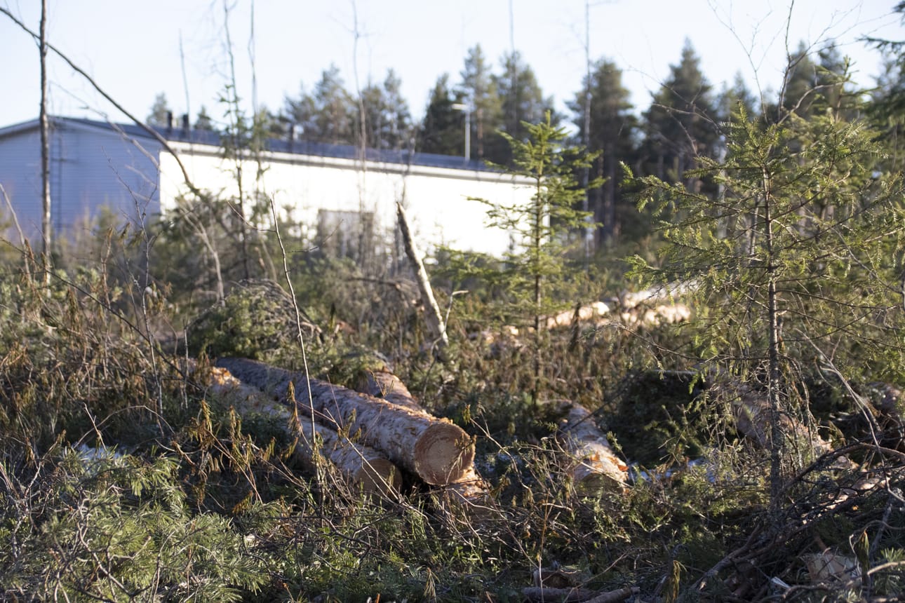 Tuohimaan teollisuusalueelle Rantsilaan tulevan yrityksen käyttöön rakennettavan hallin tieltä on jo kaadettu puusto. Halli rakennetaan Tuohisentterin nykyisen hallin viereiselle tontille.