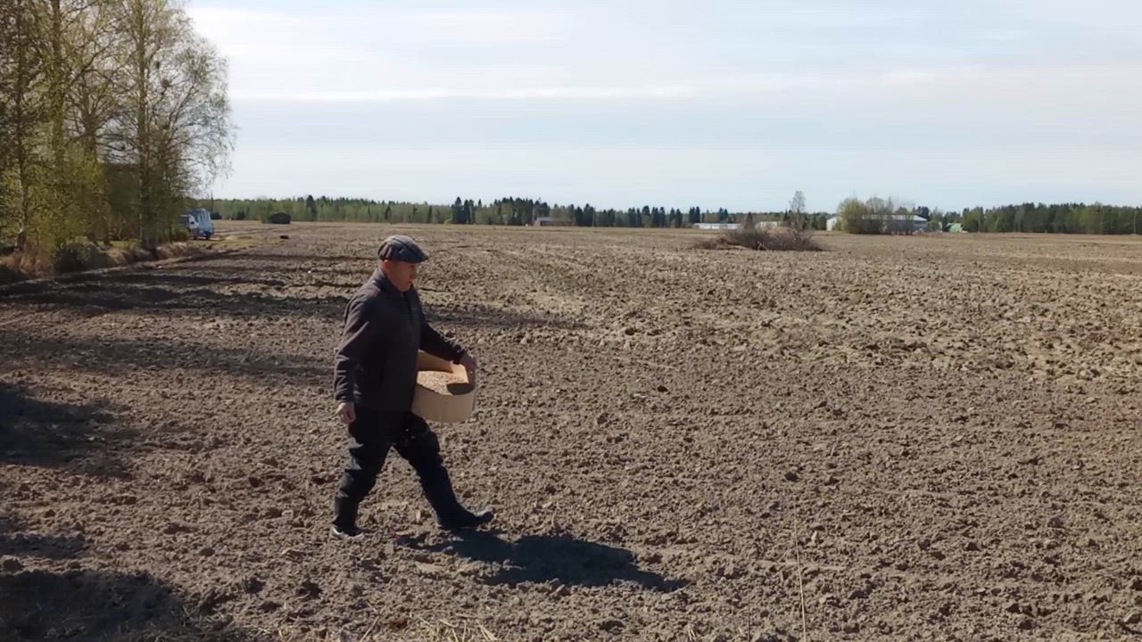 Paavo Sallinen kylvää siemenet Petri Marttilan pellon päähän