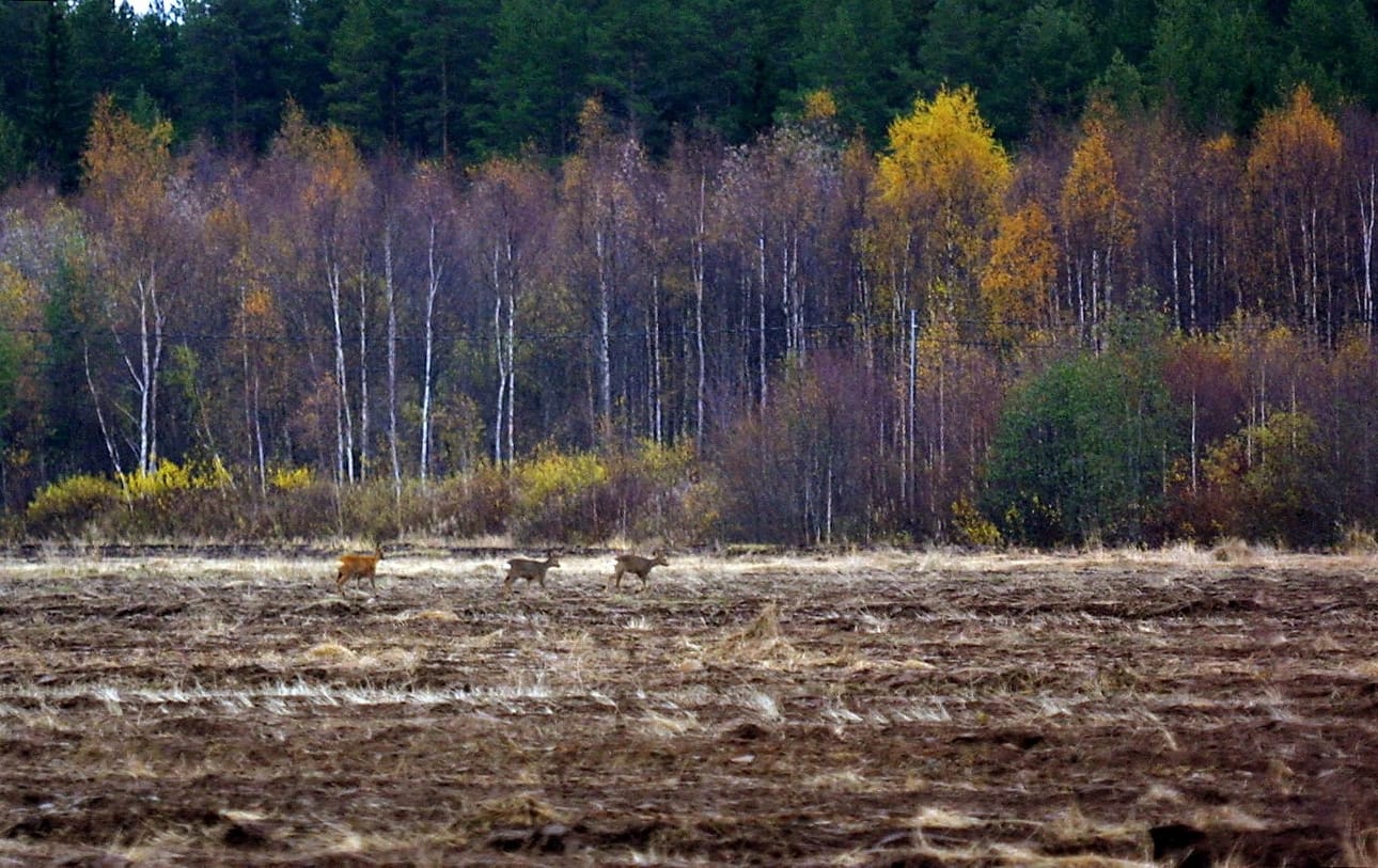 Myös metsäkauriita oli salametsästetty. Arkistokuva.