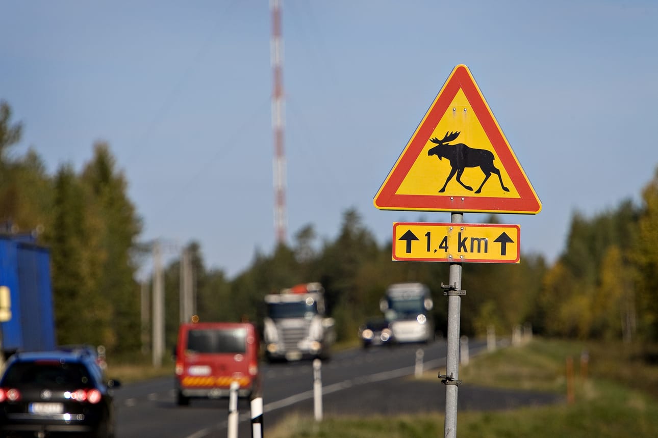 Hirvikolarien määrä on kasvanut Lapissa 2010-luvulla.
