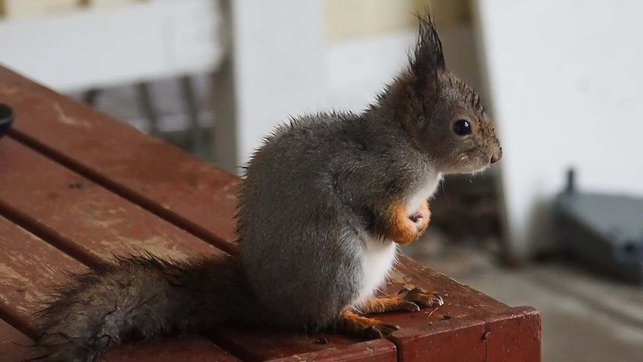 Märkä orava