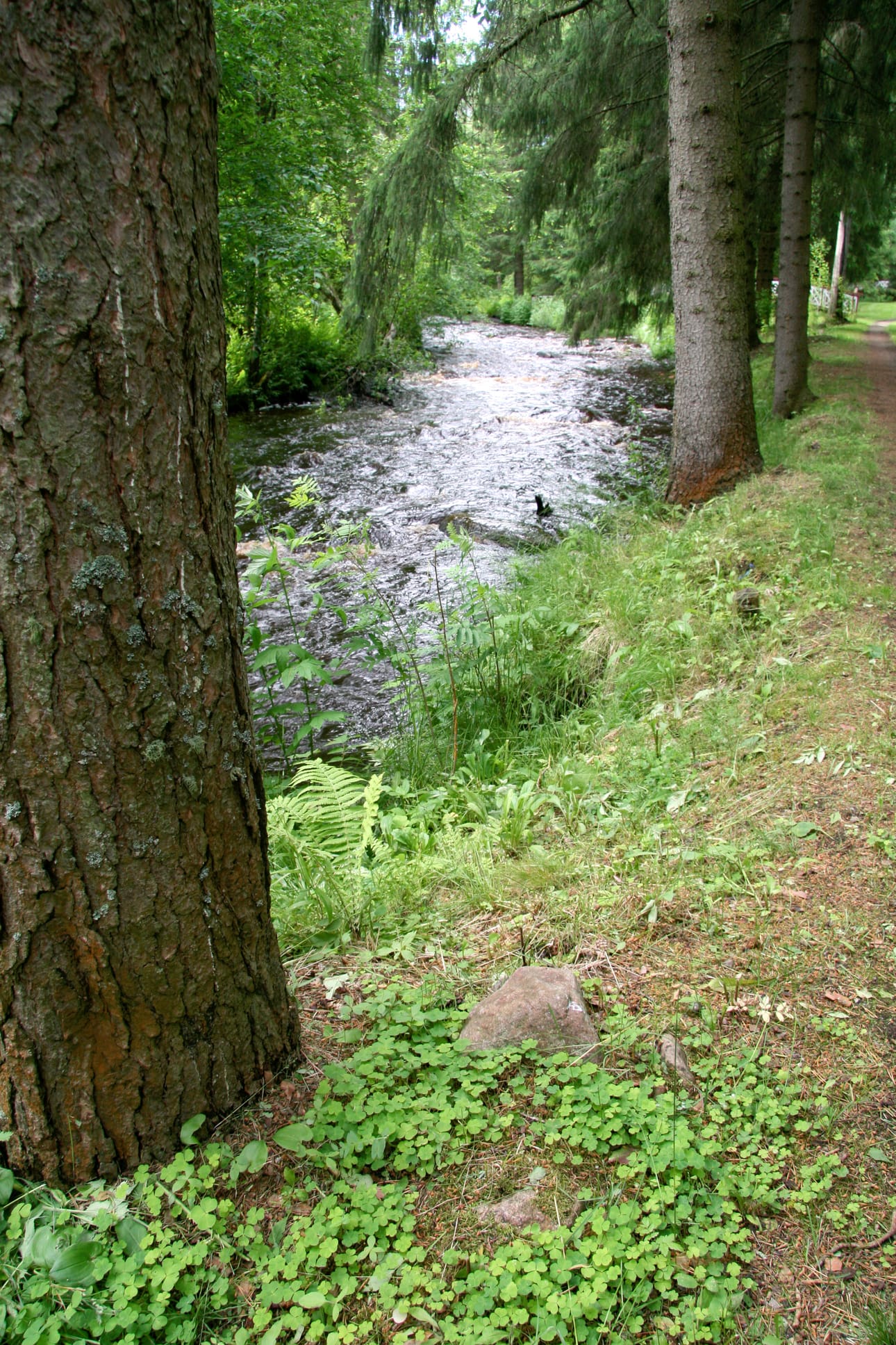 Limingan Arboretum on ollut suosittu käyntikohde.