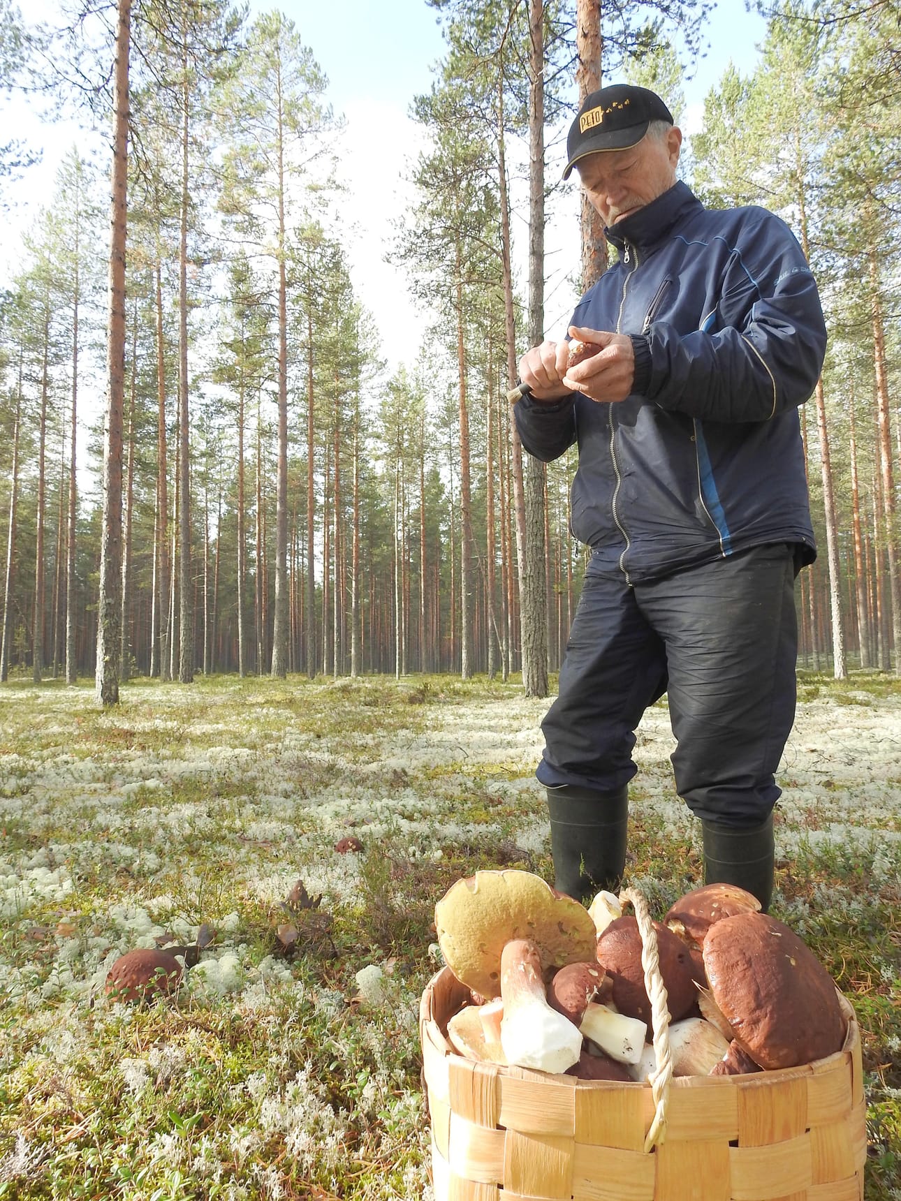 Reino Huotarin tattiapajat ovat Manamansalossa. Huotari piipahtaa tattimetsässä sään salliessa melkein päivittäin.