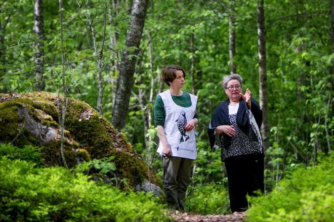 Birthe Weijola ja Solveig Pått löytävät Hovioikeudenmetsästä alkukesän villiruokaa. Metsässä kasvaa esimerkiksi taikinamarja, jota käytettiin entisaikaan vehnäjauhon korvikkeena. KUVA: JAAKKO ELENIUS