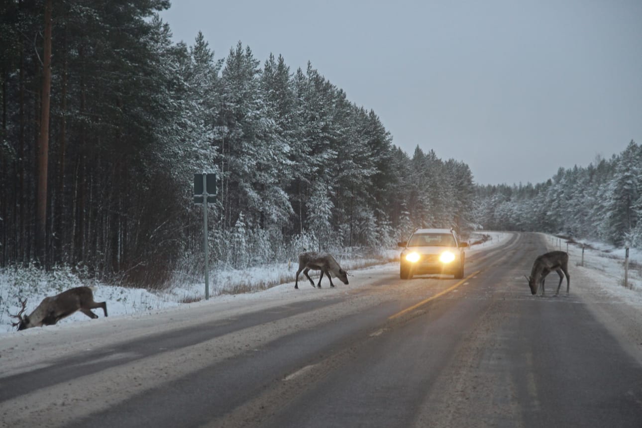 Pyhännällä vaanii tällä hetkellä tavanomaista suurempi peuravaarariski. Autoilijoiden on syytä noudattaa erityistä varovaisuutta Pyhännältä Kärsämäen tai Piippolan suuntaan ajaessaan. Arkistokuva viime marraskuulta Kivijärven kohdalla liikkeellä olleesta laumasta.