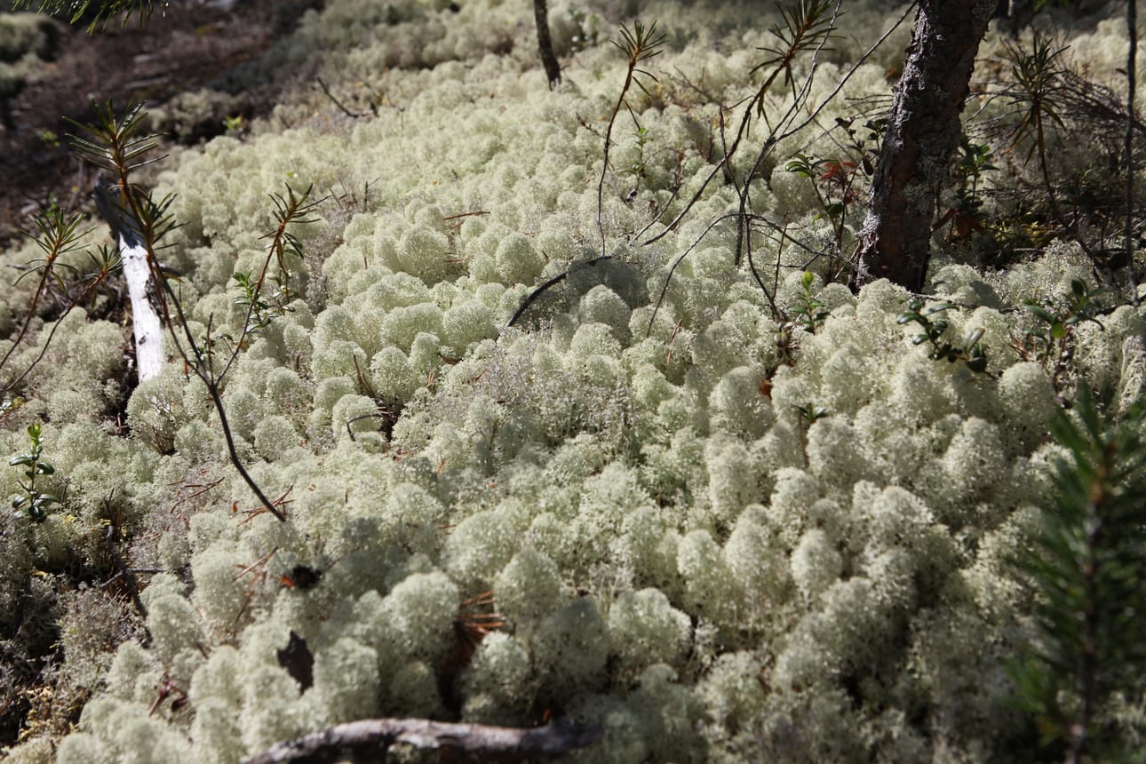 Jäkälää kerättiin luvatta Kajaanin Koutaniemessä.
