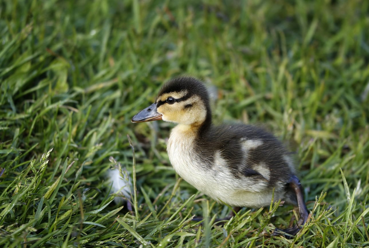 Riistasorsista etenkin sinisorsien poikastuotto on kohentunut.