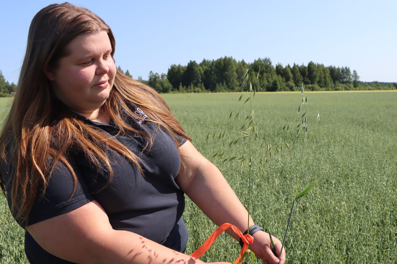 Maaseututoimiston harjoittelija Laura Paulamäki merkitsi keskiviikkona jurvalaiselta pellolta löytämänsä hukkakauran punaisella nauhalla.