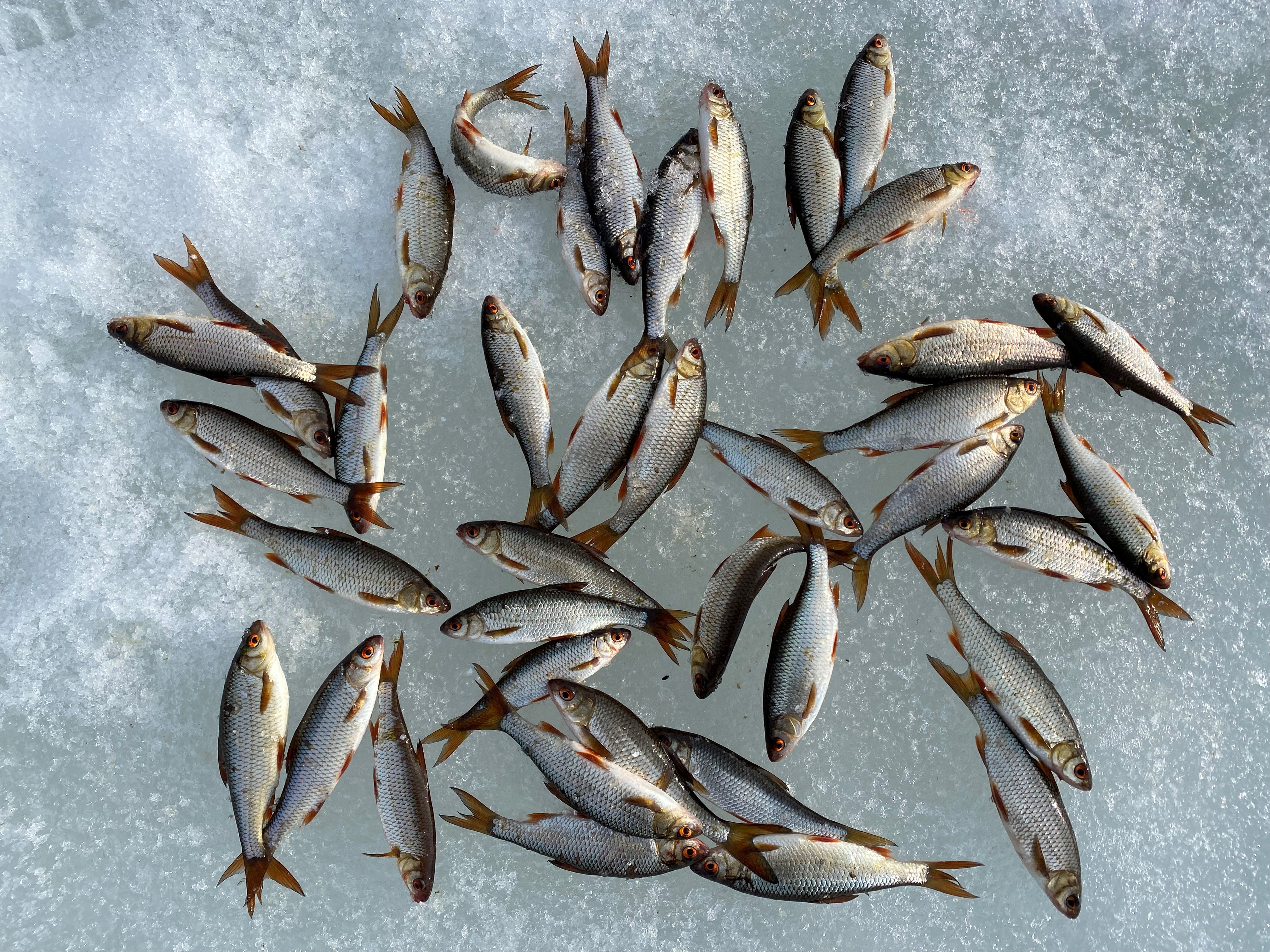 Tiedätkö, miksi Sossonniementietä kutsuttiin Muikkutieksi? Katsaus ...