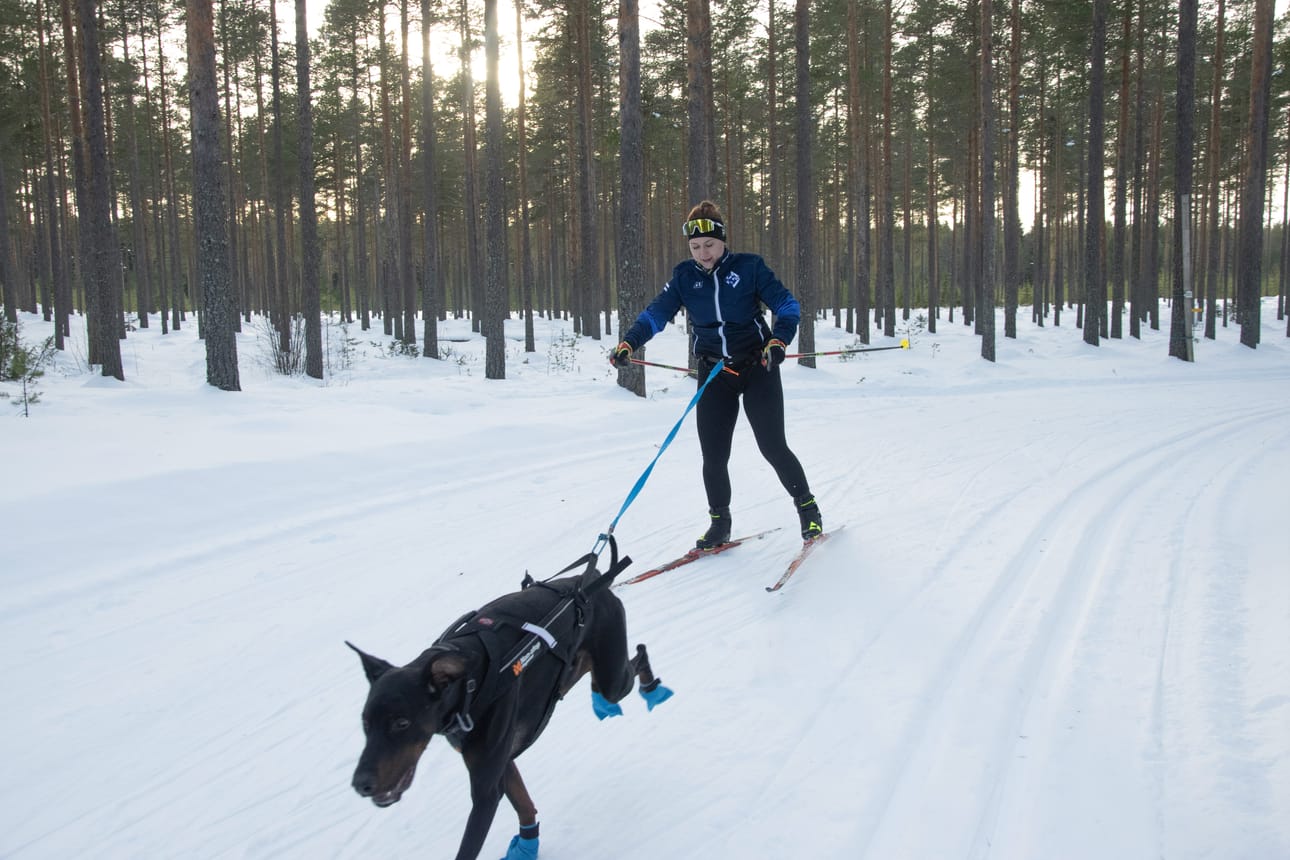 Koirahiihdossa koira tai koirat on yhdistetty hiihtäjään valjaiden ja joustavan vetonarun sekä vetovyön välityksellä.