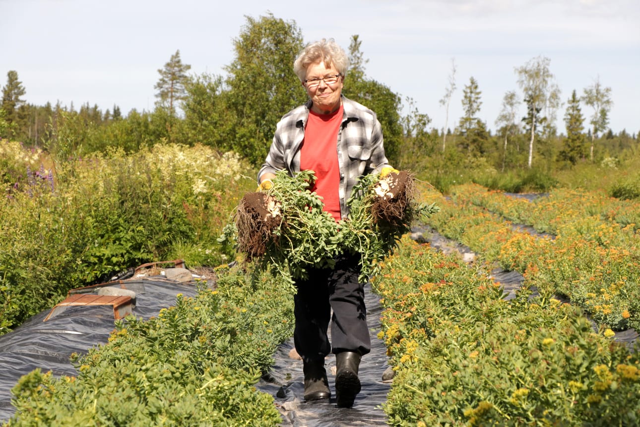 Eila Kolehmainen kasvattaa ruusujuurta ja valmistaa siitä ravintolisäkapseleita. Viljelmä on Siikajoenkylällä.