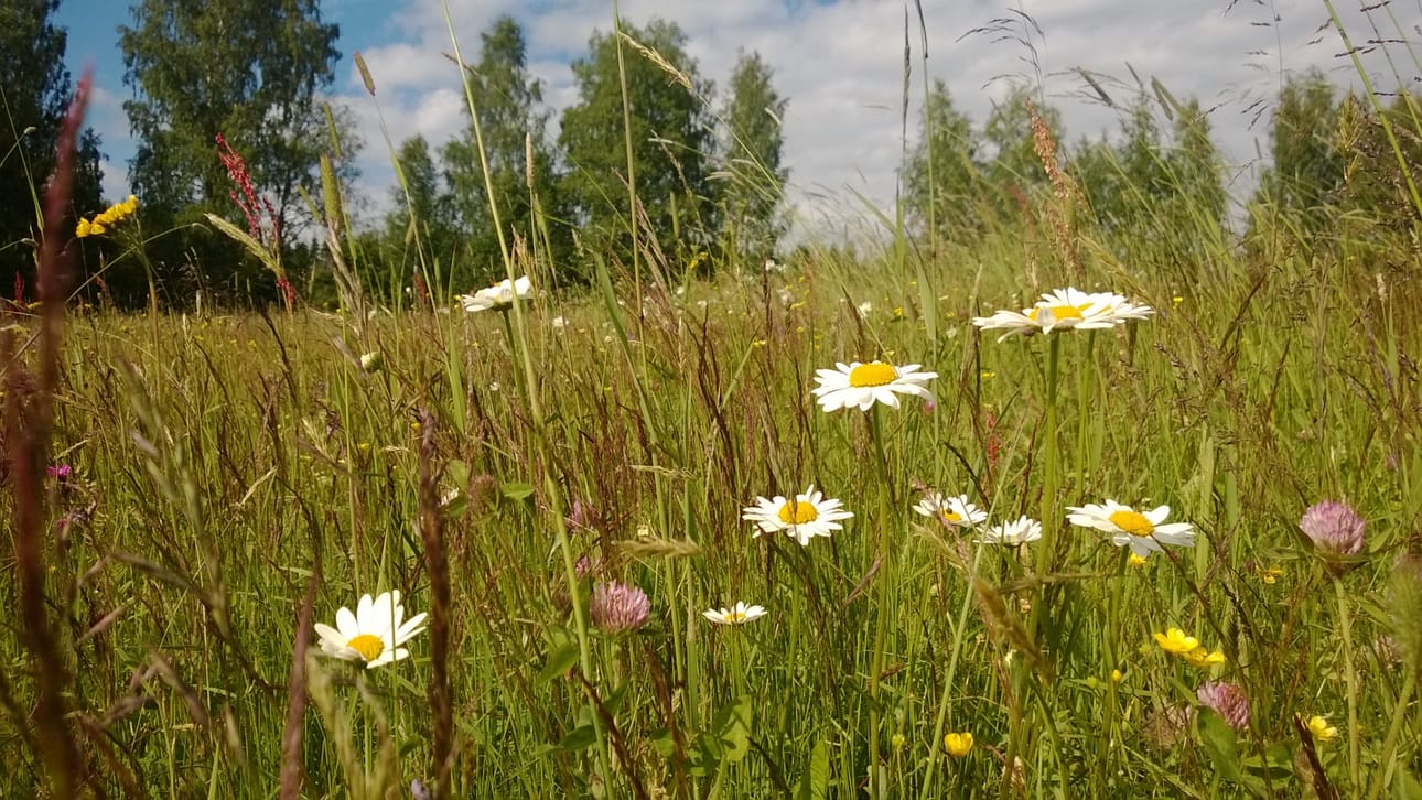 Piippolassa on mahdollisuus saada perjantai-iltana tietoa, kuinka perustat ja hoidat luonnonkukkaniittyä. Kuva Taimi Mahosenaho
