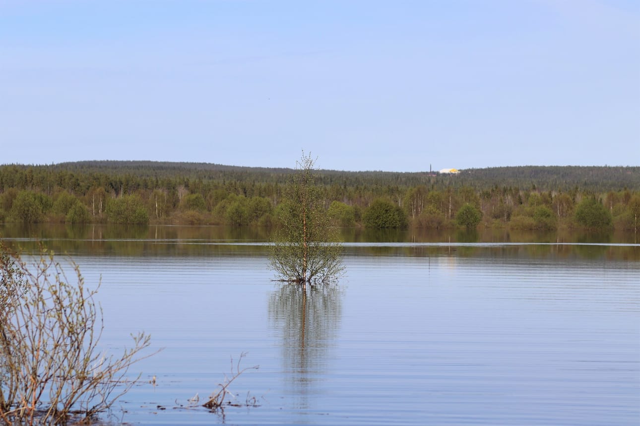 Vuoden 2020 kuvassa vesi täytti maiseman koivun alimpiin oksiin asti.