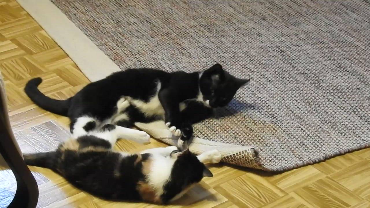 KIssakilpailu: Auri- ja Moona-kissan painiottelu
