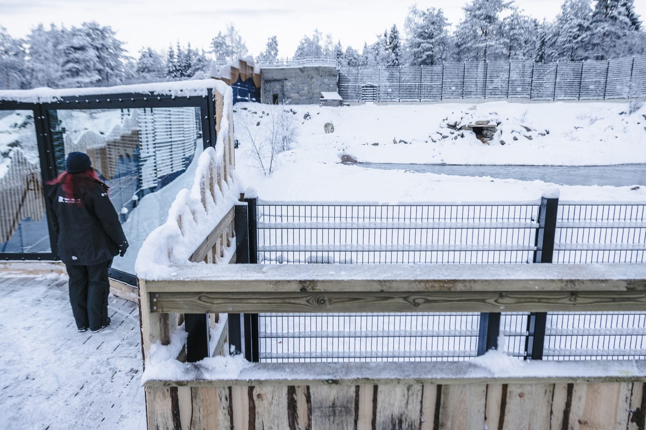 Lauantaina avautuvat jääkarhujen uudet tilat mahdollistavat muun muassa paremman ilman vaihtumisen aitauksessa sekä enemmän katselumahdollisuuksia yleisölle.