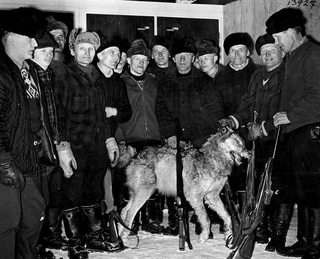 Takavuosikymmeninä maan susikanta oli hyvin heikko, mutta silti niitä metsästettiin. Kuusamon Kitkajokivarressa kaadettiin iso susi 10. helmikuuta 1965. Jahtiporukkaan kuuluivat Antti Rontti, Ilmari Kilpivaara, Voitto Takkula, Erkki Kallunki, Iikka Ervasti, Aato Kilpivaara, Antti Vuorijärvi, Kalle Takkula, Hente Kilpivaara, Antero Kurtti, Alvar Säkkinen, Ville Haataja, Kustaa Suovaniemi, Ilkka Kurtti ja Paavo Rajala.