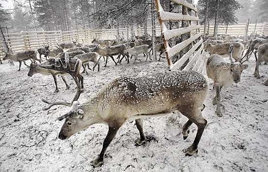 Porokolareita sattuu vuodessa noin 4 000 kappaletta.
