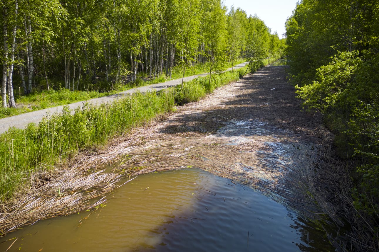 Rannalla vihertää, mutta Vanhan Vaasan kanaali on vahvan ruokomaton peitossa.