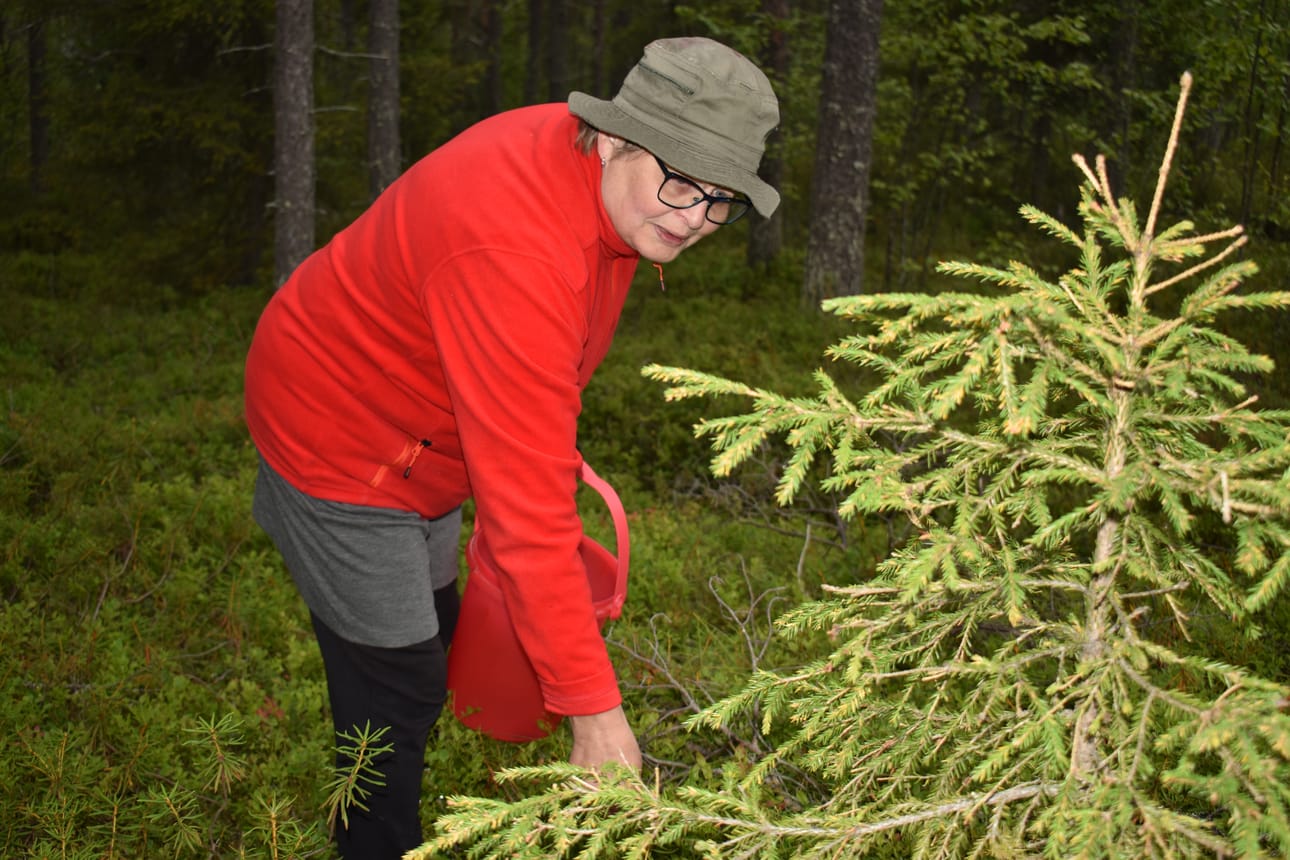 Kuusamon Marttojen puheenjohtaja Maija Pohjolan marjareissu ei tuottanut tulosta, sillä mustikat ovat vielä raakoja ja raakileetkin harvassa.