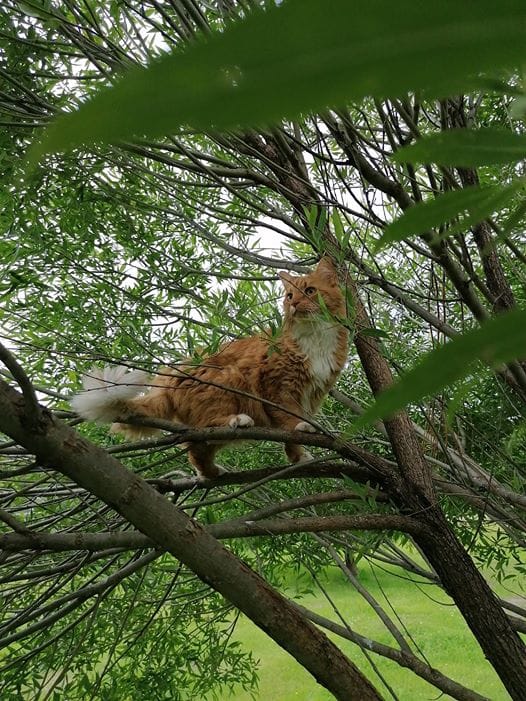 Ylivieskassa pelastettiin tänään Helmi-kissa puusta. Kissa oli viettänyt puussa jo kaksi yötä. Kuvan kissa ei liity tapaukseen.
