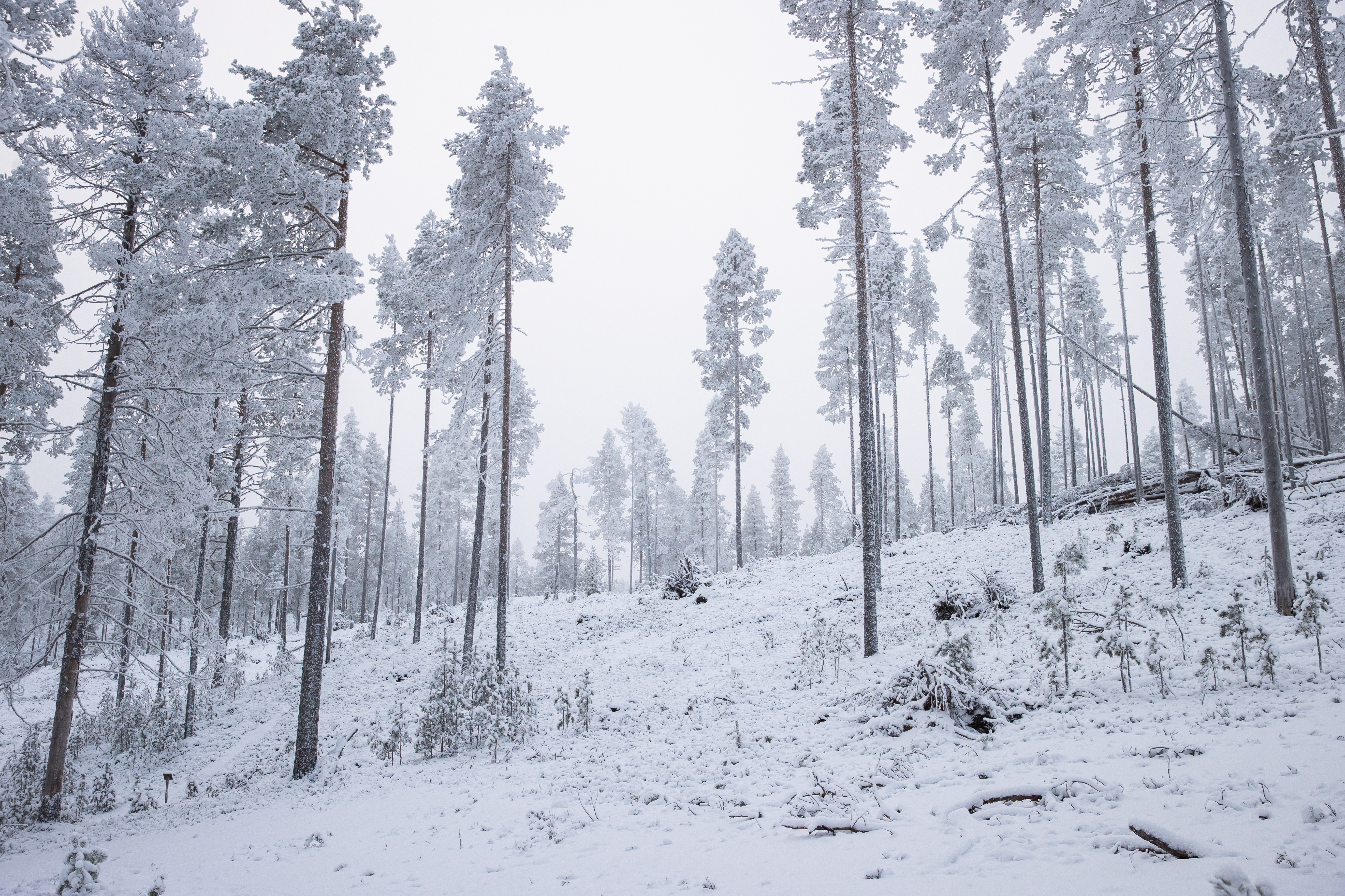 Paula-myrskyn jäljet ovat edelleen nähtävissä lähikukkukoilla.