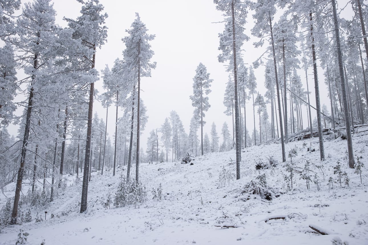 Paula-myrskyn jäljet ovat edelleen nähtävissä lähikukkukoilla.