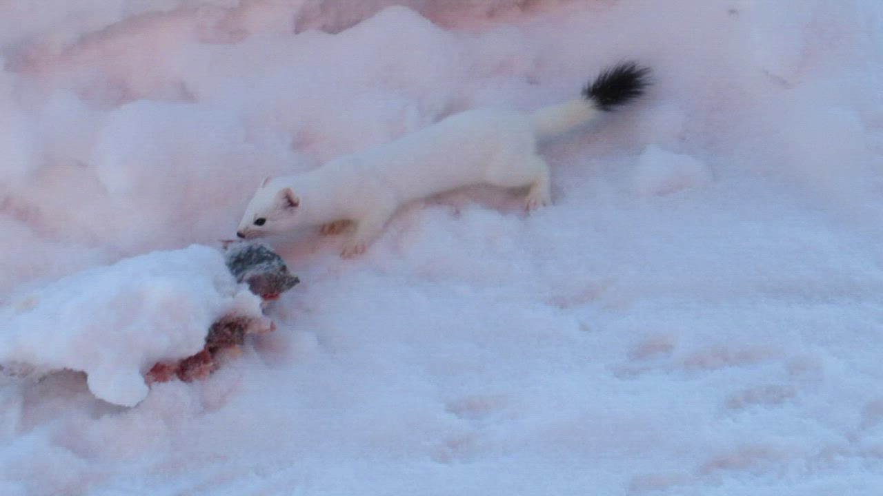Kärppä vie löytämäänsä ruokaa piiloon