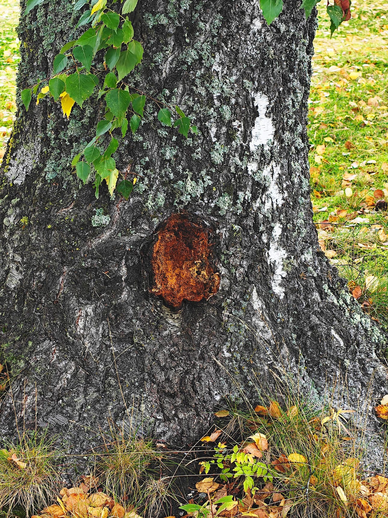 Oravan kylänraitin koivuissa on tällaisia jälkiä.
