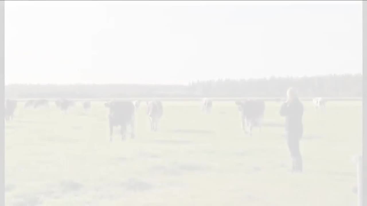 Lempeät lehmät laitumella