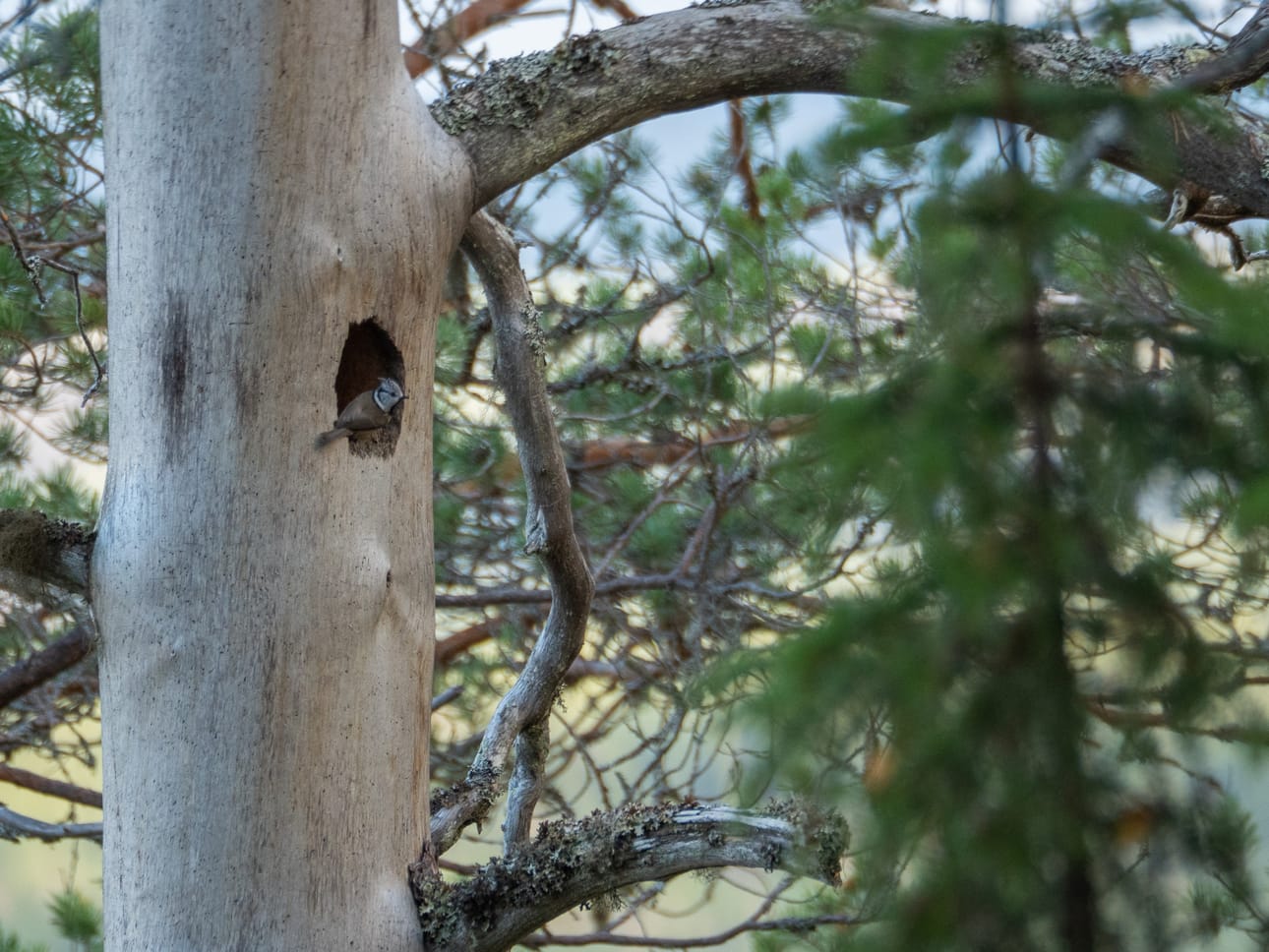 Töyhtötiaiset viihtyvät vanhassa metsässä.