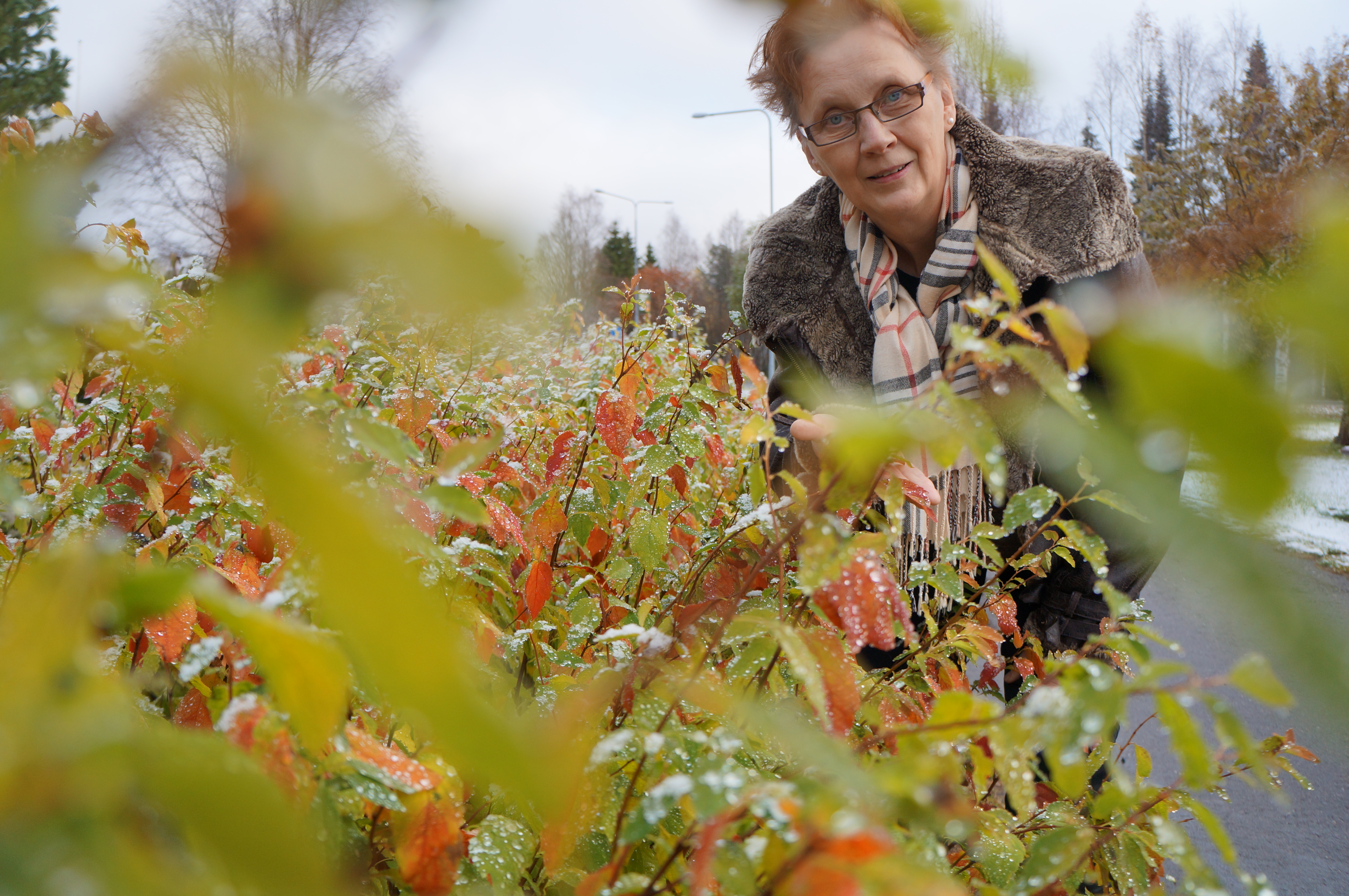 Luonto on ollut vahvasti esillä Päivi Haatajan tauluissa ja runoissa.  