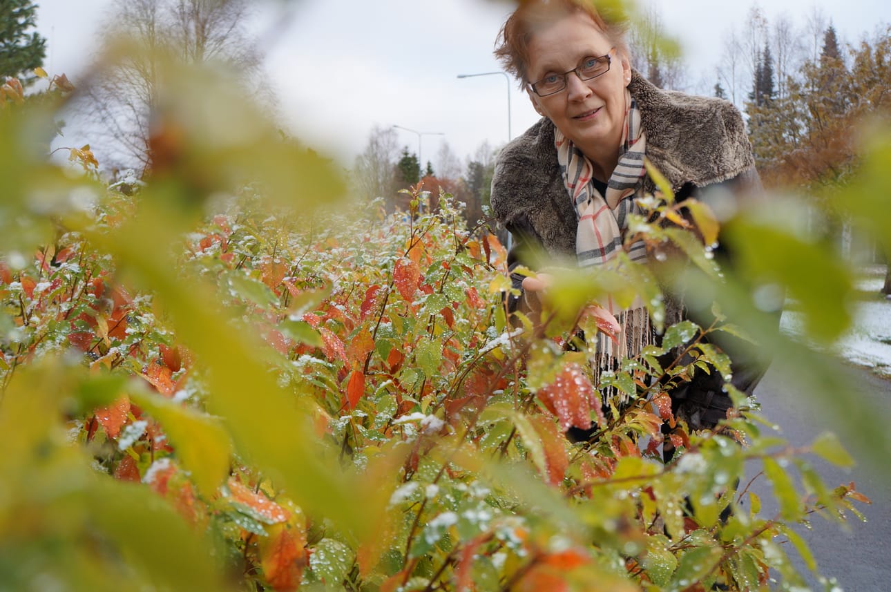 Luonto on ollut vahvasti esillä Päivi Haatajan tauluissa ja runoissa.