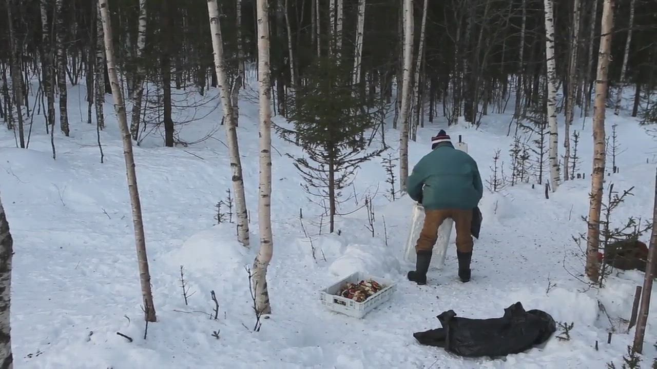 Tauno Stehnroth syöttää kauriita Mäntyvaarassa