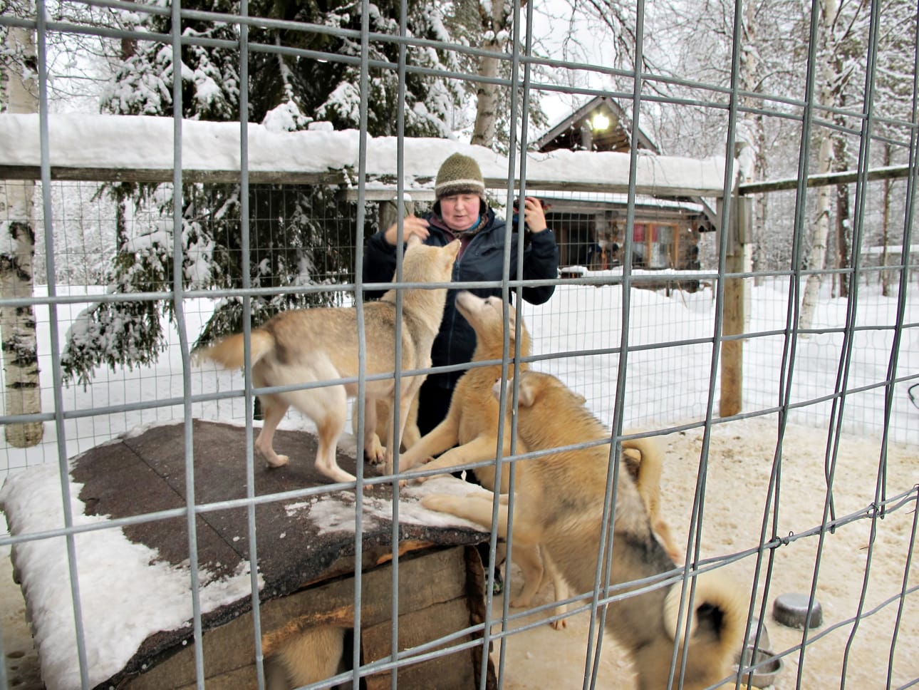 Jos sesonki jatkuu samaan tahtiin, valjakkopalveluyrittäjä Johanna Määttä Iso-Syötteeltä ennakoi kaksinumeroista kasvua. Myös koirien lastentarhassa riittää vilskettä kuluvanakin talvena.