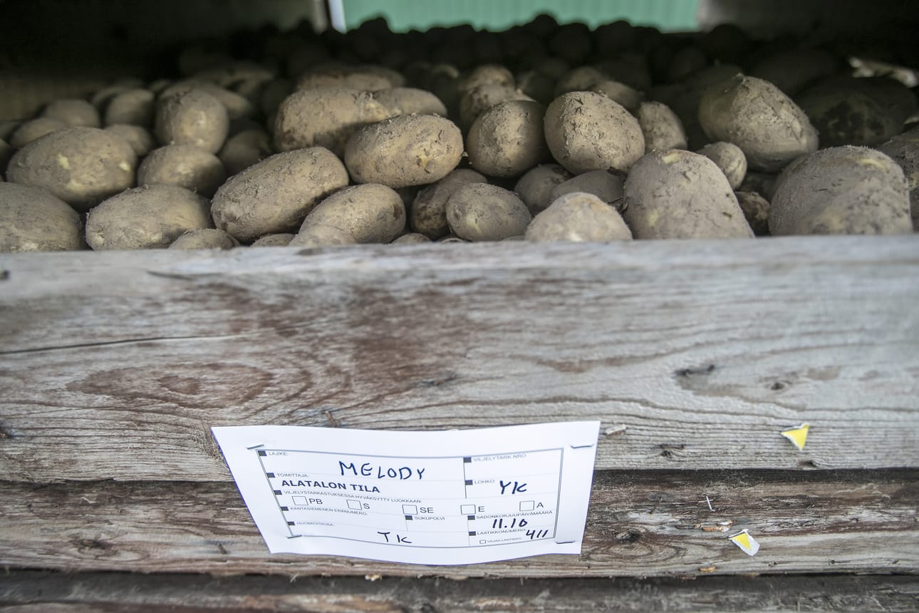 Tyrn‰v‰n perunoita