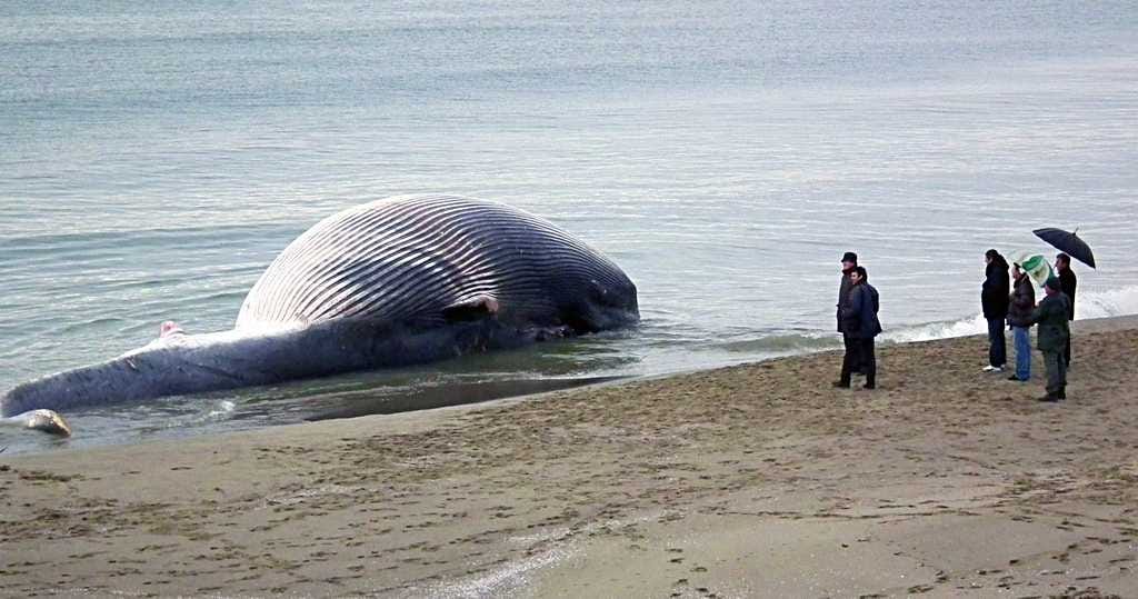 Rantaan ajautunut valas kuoli Italiassa.